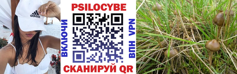 Купить Петровск Псилоцибиновые грибы Cubensis